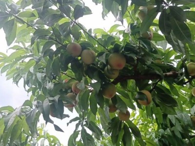 早熟毛桃珍珠脆 口感脆甜多汁 水蜜桃脆桃个大全红批发图4