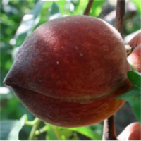 珍珠脆桃个头大 口感好 水蜜桃 甜度高 水分充足 现摘新鲜白桃子