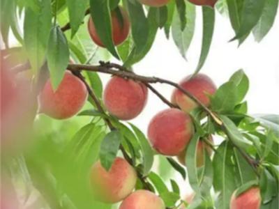 珍珠脆桃个头大 口感好 水蜜桃 甜度高 水分充足 现摘新鲜白桃子图5