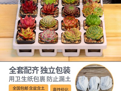 多肉植物批发带托架带花盆新手好养办公室小盆栽绿植水培懒人植物图2