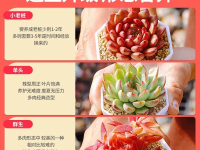 多肉植物批发带托架带花盆新手好养办公室小盆栽绿植水培懒人植物图4