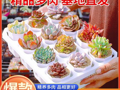 多肉植物批发带托架带花盆新手好养办公室小盆栽绿植水培懒人植物图3