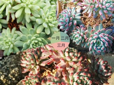 多肉土专用营养土颗粒肉肉植物铺面石种植土透气防烂根老桩控养图3