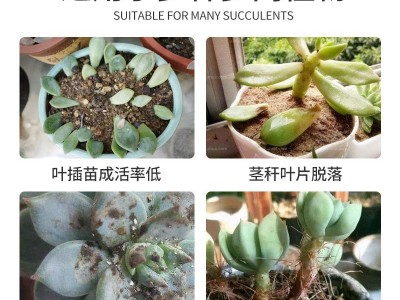 多肉专用促群生植物营养液多肉植物水培绿植花盆盆栽鲜花用肥料土图5