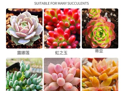 多肉专用促群生植物营养液多肉植物水培绿植花盆盆栽鲜花用肥料土图3