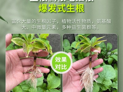 生根粉植物通用型水培绿植花卉盆栽摆摊花盆鲜花花瓶多肉专用大号图2