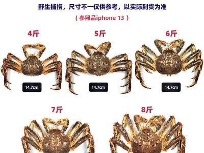 帝王蟹海鲜鲜活10斤大皇帝蟹长脚蟹3-9斤/只顺丰厂家独立站批发图5