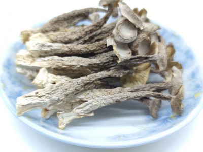 【基地直供】鹿茸菇鹿茸菌脆脆菇散装批发 食用菌酒店食材图6