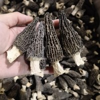 秋沐羊肚菌今年新货干货菌菇特产农产品煲汤散装批发一件代发