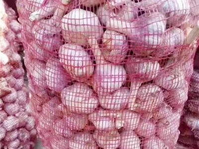 众程农贸大蒜储存大蒜代收代销紫皮大蒜价格图4