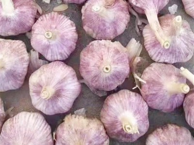 众程农贸大蒜储存大蒜代收代销紫皮大蒜价格图3