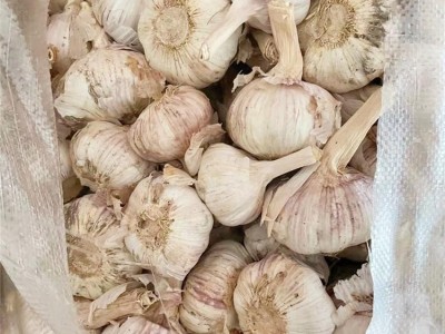 众程农贸金乡大蒜批发大蒜储存大蒜代收代销图3