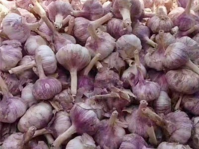 众程农贸干皮大蒜批发 低温储存新鲜健康颗粒饱满图2