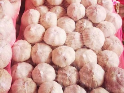 众程农贸干皮大蒜批发 低温储存新鲜健康颗粒饱满图3