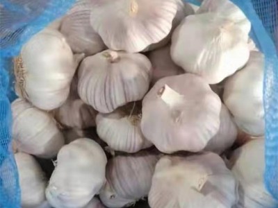 众程农贸干皮大蒜批发 低温储存新鲜健康颗粒饱满图5