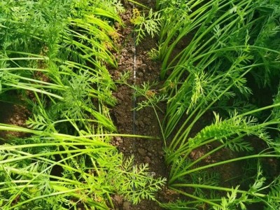 当季生吃新鲜长胡萝卜水果农家自种蔬菜白萝卜 永顺发农业科技图3