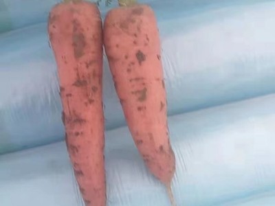 包邮10斤胡萝卜水果萝卜生吃新鲜蔬菜当季整箱带泥甜脆红皮心图2