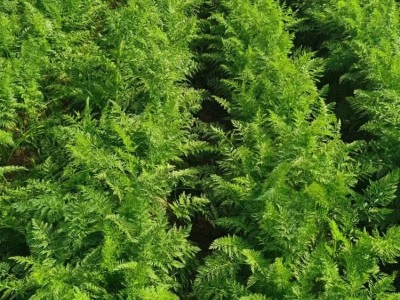 包邮10斤胡萝卜水果萝卜生吃新鲜蔬菜当季整箱带泥甜脆红皮心图5