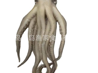 厂家直供批发单冻机洗鱿鱼头冻品海鲜烧烤铁板烧卤味火锅串串原料图5