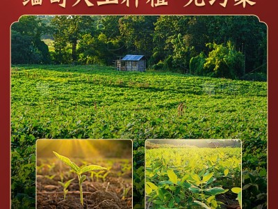 厂家新货赤小豆新鲜长粒分级无杂质红豆薏米茶糖纳豆奶茶原料图3