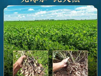 东北白沙花生米新鲜生花生厂家直销分级各种规格冷库保存图3