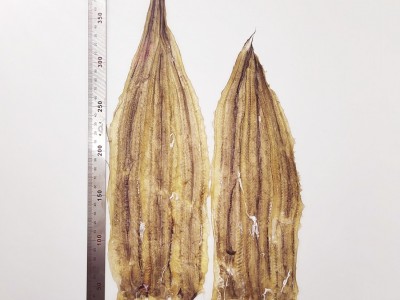 烧烤专用鳗鱼片风味鳗鱼干整条去头淡晒海味干货批发图4