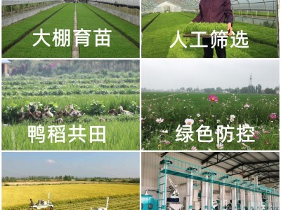 米乡情长粒香米5斤 当月现磨2.5kg真空包装一件代发22年新粮籼米图4