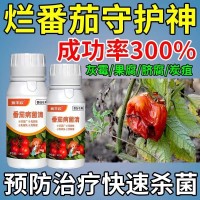 番茄病害专用药大量供货番茄病菌清灰霉炭疽专用番茄清菌剂病全管