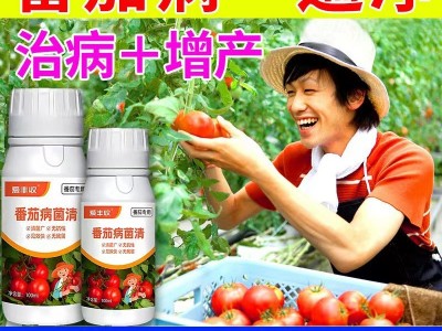 番茄病害专用药番茄病菌清灰霉炭疽专用番茄专用清菌剂病全治全清图2