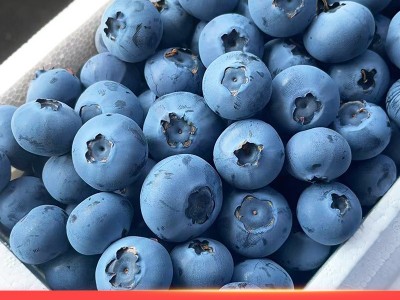 丹东新鲜蓝莓鲜果当季水果现摘现发孕妇水果整箱大果顺丰一件包邮图3