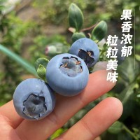 丹东新鲜蓝莓鲜果当季水果现摘现发孕妇水果整箱大果顺丰一件包邮