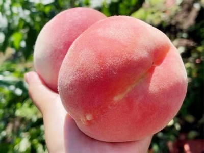 丹东河口艳红桃子新鲜当季水果脆甜孕妇水蜜桃顺丰五斤一件包邮图4