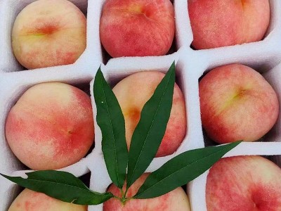 丹东河口艳红桃子新鲜当季水果脆甜孕妇水蜜桃顺丰五斤一件包邮图3