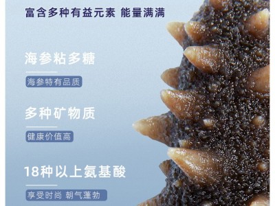 新鲜即食大连海参9L 肉质紧 口感好 厂家供货图4