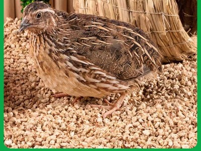 仓鼠垫料抛光除尘玉米芯垫料芦丁鸡金丝熊刺猬龙猫小宠垫料图4