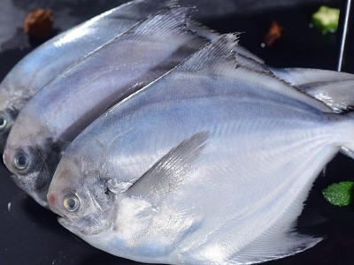 新鲜海捕银鲳鱼舟山鲳鱼深海鱼速冻海鲜水产烧烤食材厂家直销批发图2