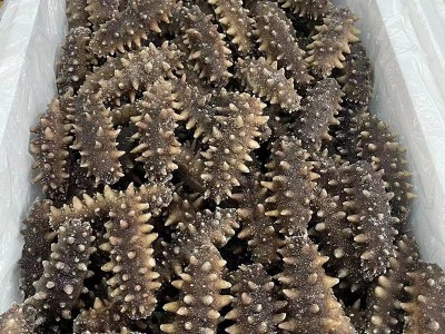 工厂批发代发大连海参顺丰包邮即食礼盒装鲜即食深海辽参刺参 500g图4