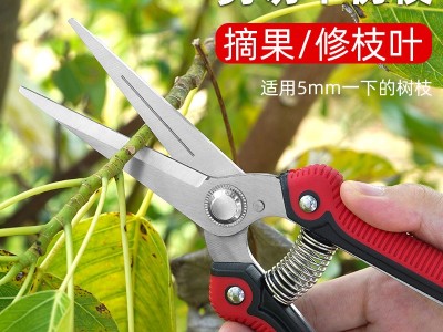 摘果剪强力修枝剪子园林稀果摘果剪葡萄修枝专用剪刀蔬果采摘剪子图3