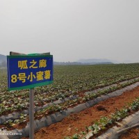 香甜新鲜红薯地瓜 呱之廊小蜜薯 口感纯正营养美味 货源充足