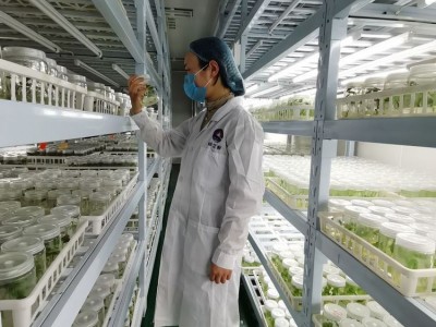 红心红薯批发 呱之廊高原小蜜薯 个头大 烤地瓜专用烟薯 易剥皮图5