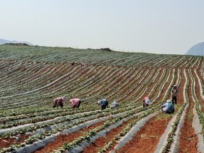 红心红薯批发 呱之廊高原小蜜薯 个头大 烤地瓜专用烟薯 易剥皮图2