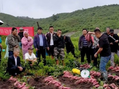 红心红薯批发 呱之廊高原小蜜薯 个头大 烤地瓜专用烟薯 易剥皮图4