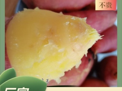 高质量天然炭烤缸薯 沙地番薯口感新鲜 薯匠 长期供应图4