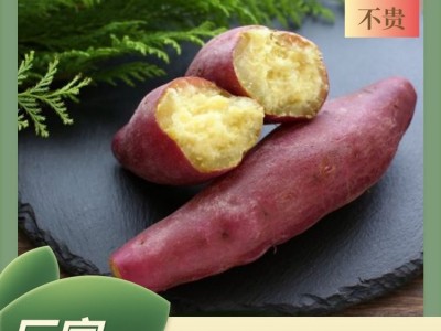 高质量天然炭烤缸薯 沙地番薯口感新鲜 薯匠 长期供应图3
