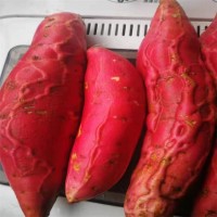 龙轩 大果地瓜新鲜稀壤沙地电烤流油红薯 烟薯25 鲜美香甜