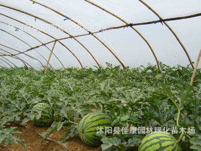 西瓜种子 夏瓜 青门绿玉房 寒瓜种子 小西瓜籽 1件=1斤图2