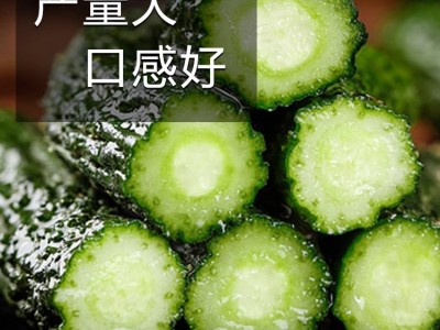 新津研七号黄瓜种籽蔬菜种孑农家春秋季自用有机高产种子四季大全图4