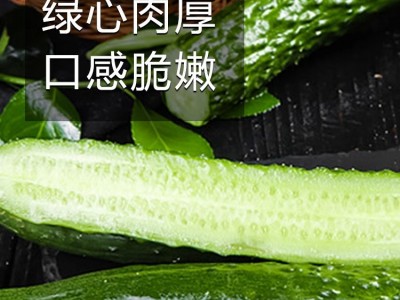新津研七号黄瓜种籽蔬菜种孑农家春秋季自用有机高产种子四季大全图3