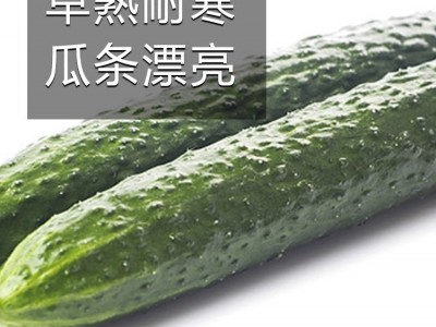 新津研七号黄瓜种籽蔬菜种孑农家春秋季自用有机高产种子四季大全图5