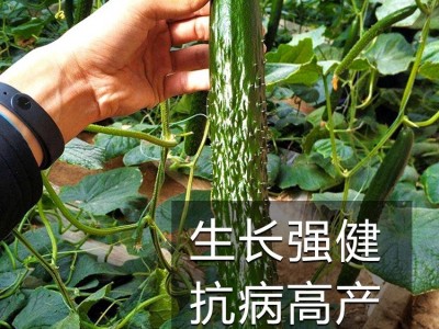 新津研七号黄瓜种籽蔬菜种孑农家春秋季自用有机高产种子四季大全图2